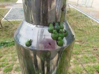 길조 이미지