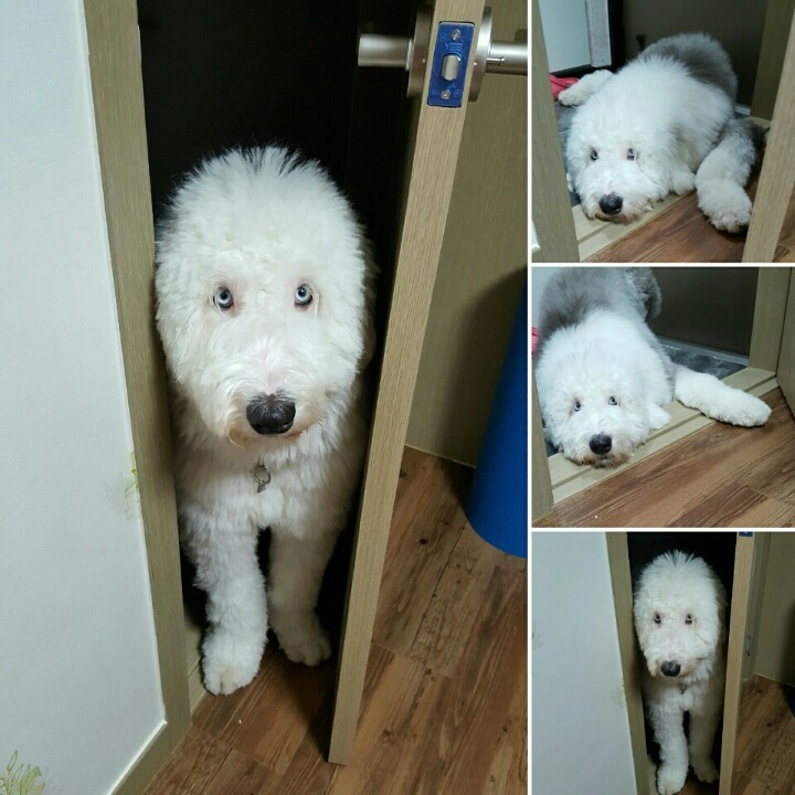 띵동 이미지
