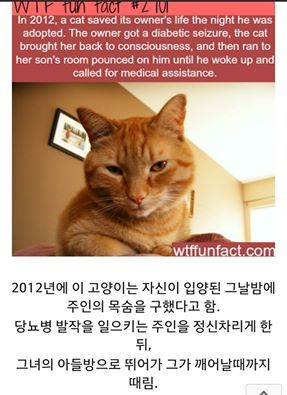 주인 뺨 때린 고양이 | 인스티즈