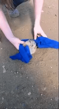 너무 뚱뚱해서 못빠져나오는 프레리독 구해주기.gif | 인스티즈