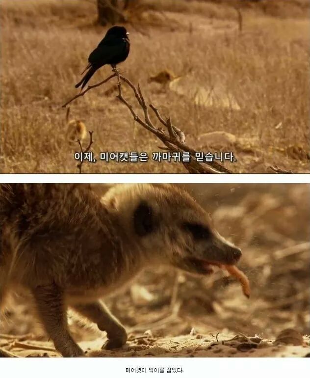 까마귀 인성수준 ㅎㅎㅎㅎㅎㅎㅎㅎ | 인스티즈