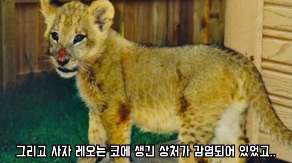 맹수 세 마리의 아름다운 우정 | 인스티즈