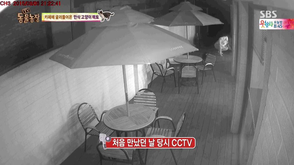 동물농장 [카페에굴러들어온고양이렉토] | 인스티즈