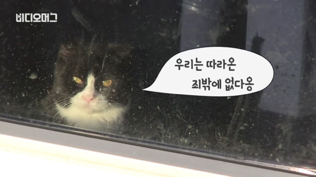 덴마크 정유라 숙소에 방치된 냥이들 | 인스티즈