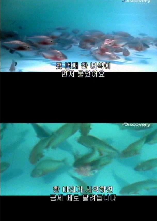 피라냐는 정말로 사람을 공격할까??? | 인스티즈