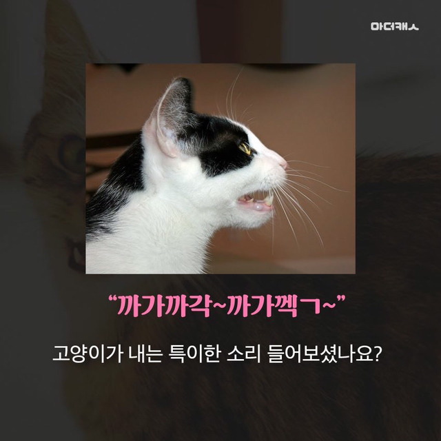 고양이채터링의진실 | 인스티즈