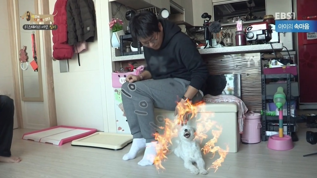 [세상에나쁜개는없다] 가족들에게 짖고 무는 강아지 릴리햏 | 인스티즈
