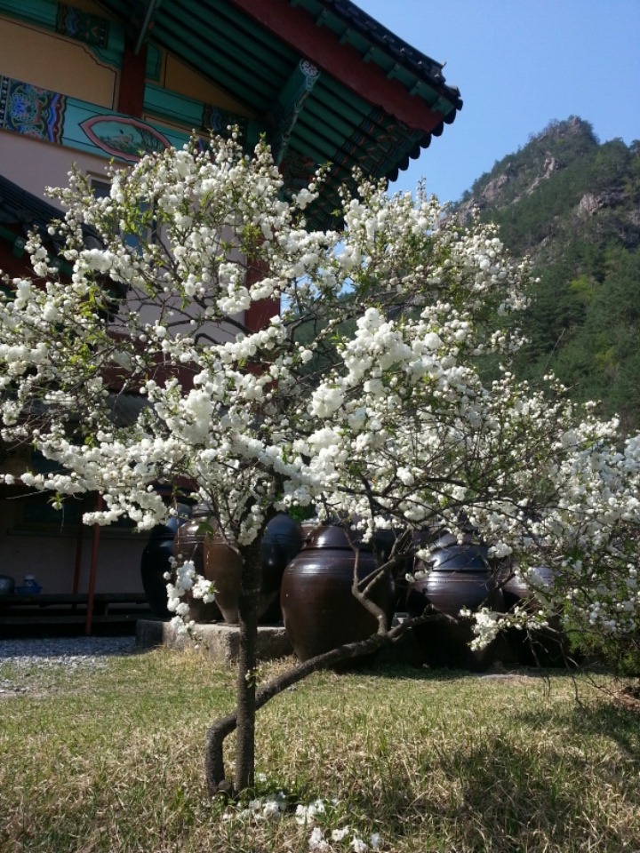 연화각 이미지