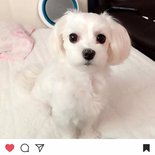 현재 인스타그램에 난리난 동물병원 사건 | 인스티즈