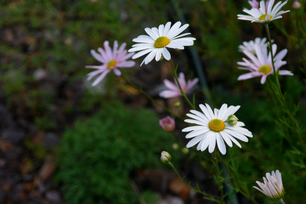 2468F241525E892116274A