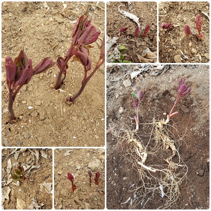 달래통신 이미지