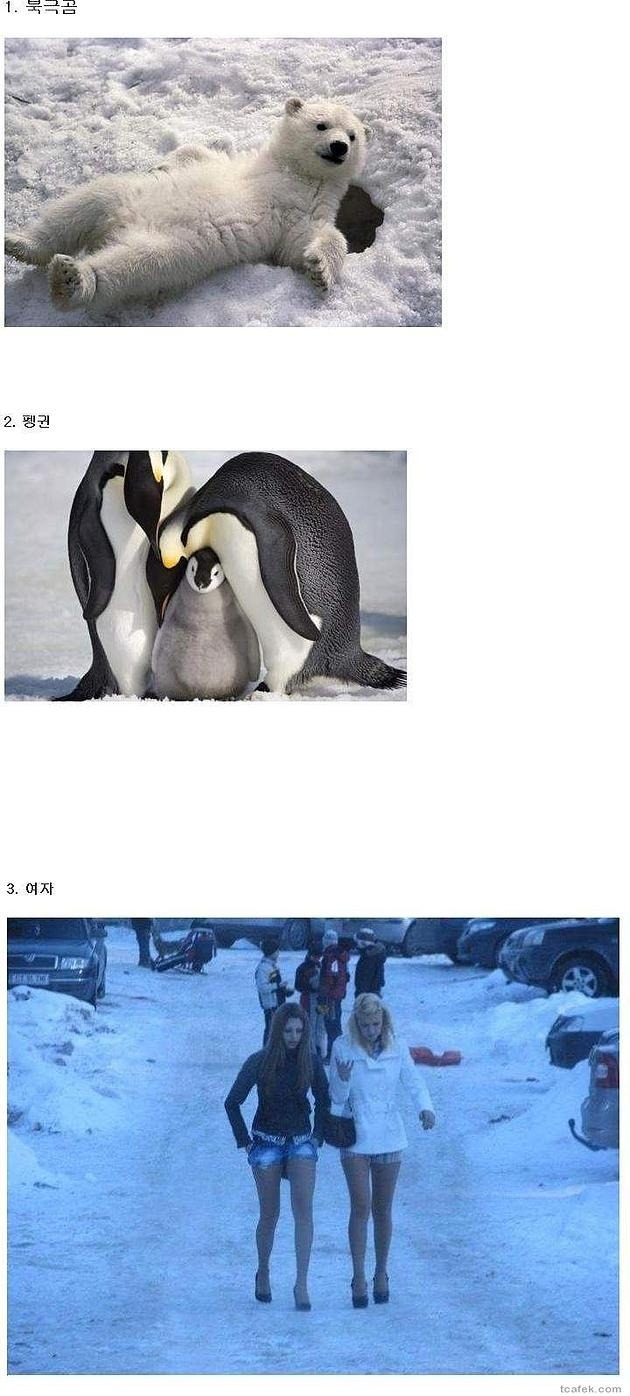 추위에 강한 동물들 | 인스티즈