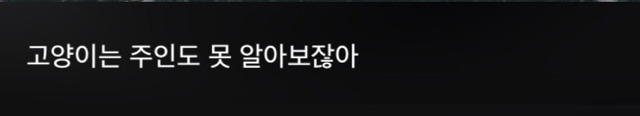 고양이 키우는 사람들이 들으면 상처받는 말들 | 인스티즈