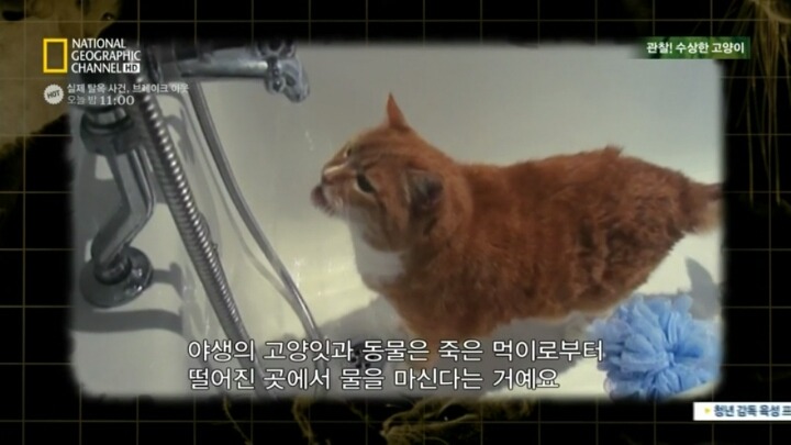 고양이가 자꾸 변기물 마시는이유.. | 인스티즈
