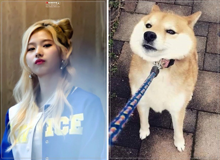 트와이스 시바? | 인스티즈