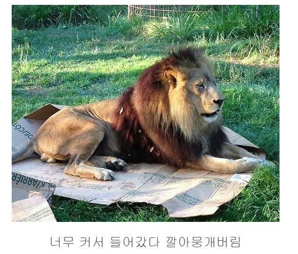 숨길수없는 고양이과의 본능 | 인스티즈