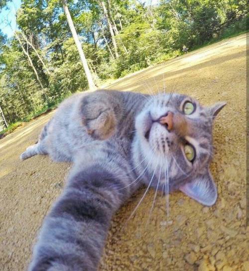 각도를 아는 고양이 | 인스티즈