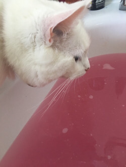 Tumblr : #cat #pink | 인스티즈