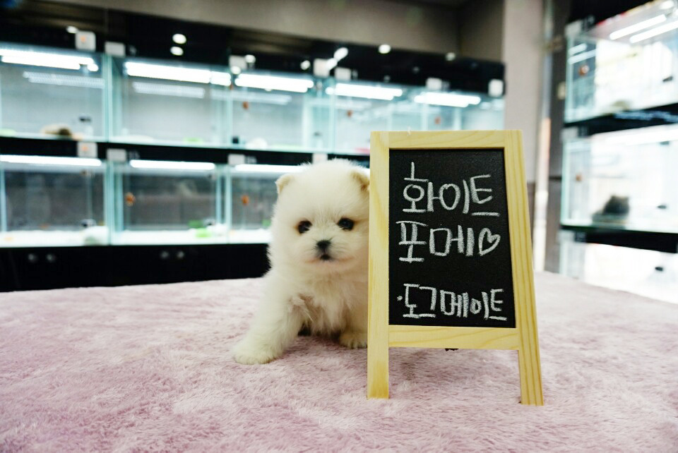 뽀송뽀송 이미지
