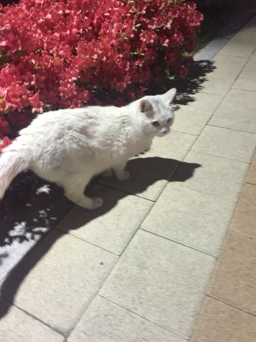 아파트 단지에 고양이 (줍?) | 인스티즈