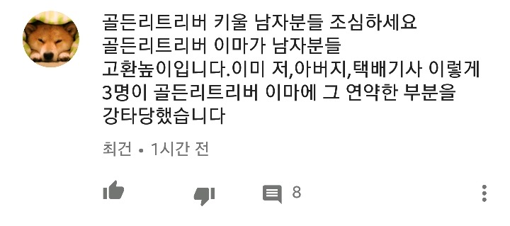 골든리트리버 조심하세요 | 인스티즈