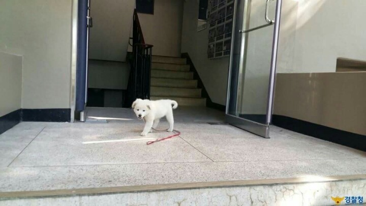 시흥시 옥구지구대 강아지 옥도리.jpg | 인스티즈
