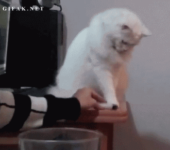 [움짤] 쿨한 고양이 .gif | 인스티즈