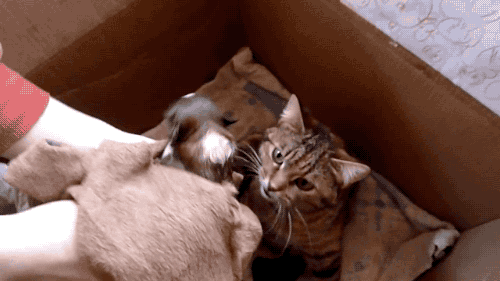 갓 태어난 멍뭉이를 대하는 냥이.gif | 인스티즈