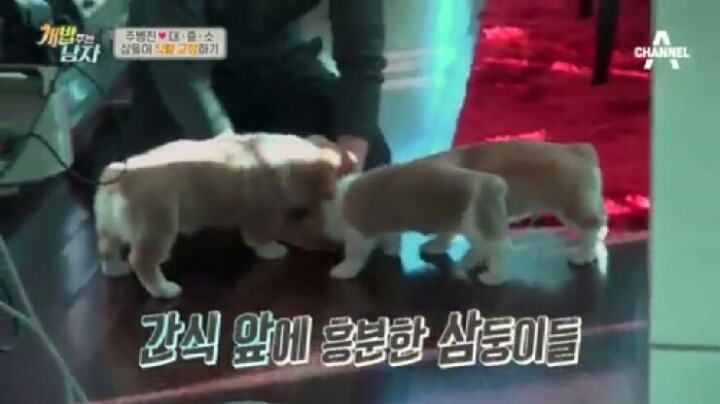 [개밥주는남자] 웰시코기 삼둥이 대중소 식탐고치기 (feat.갓형욱) | 인스티즈