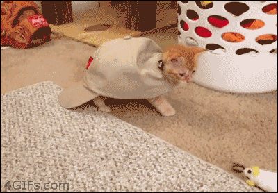 고양이 짤 | 인스티즈