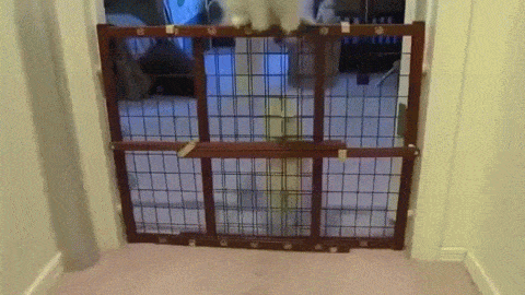 아기 냥이가 자랑스러운 어미 냥이.gif | 인스티즈