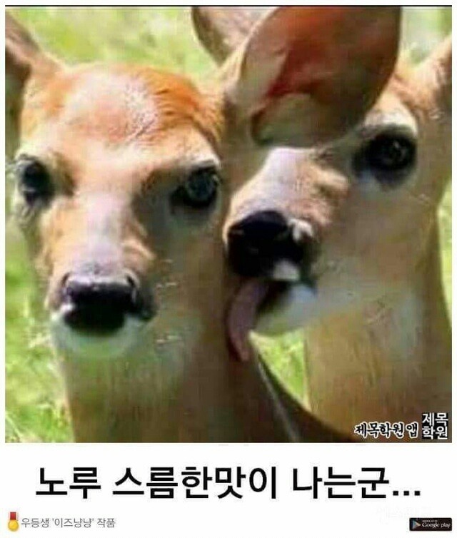 응 이미지