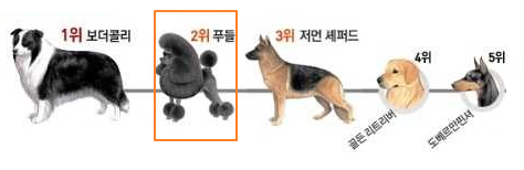 엄청 똑똑한데 게으르고 일하기 싫어하는 개 | 인스티즈