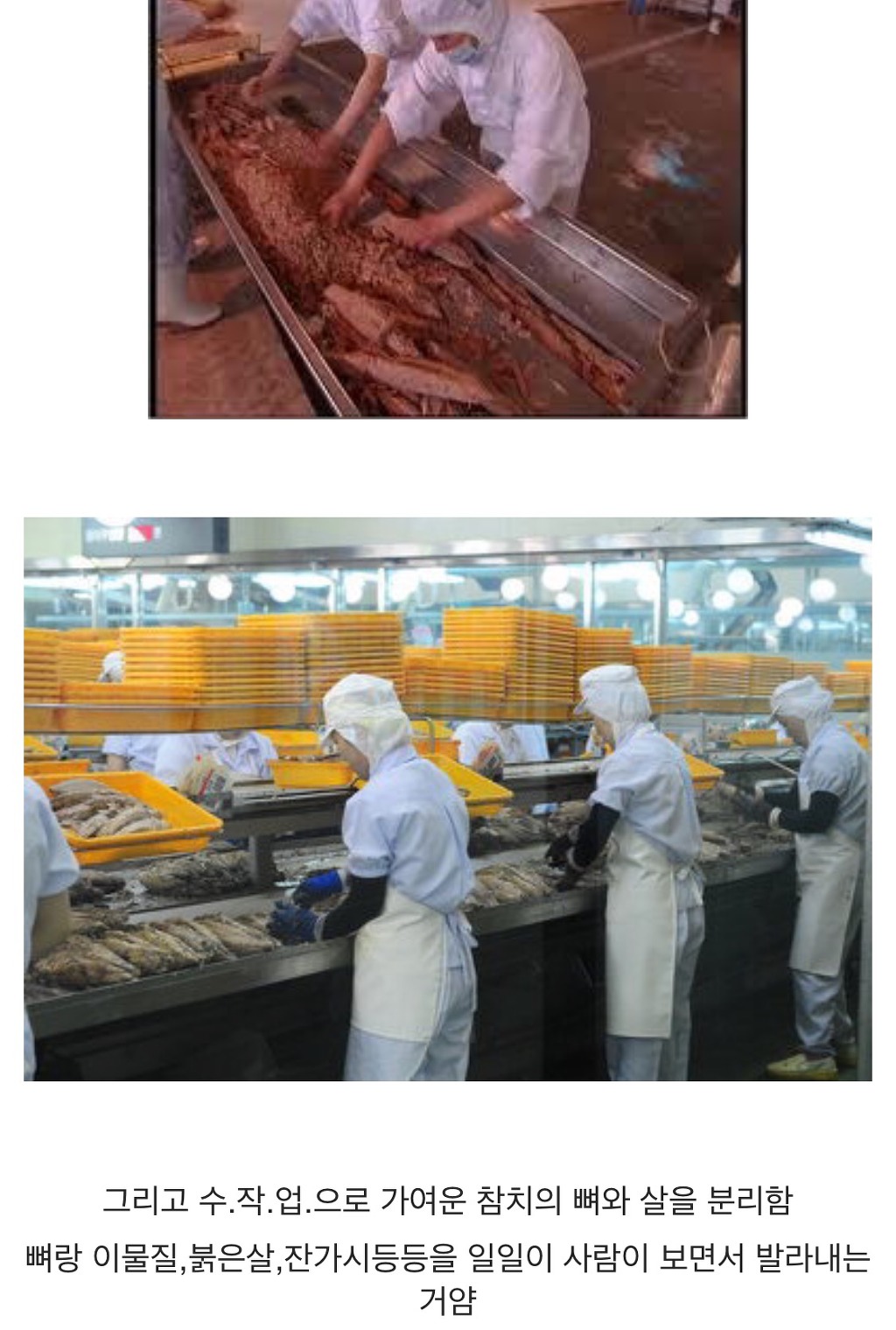 참치캔이 만들어지는 과정 | 인스티즈