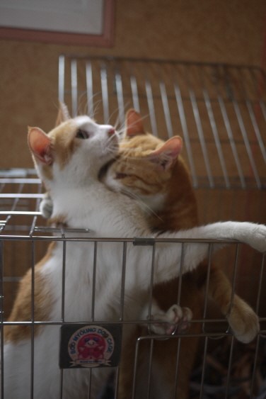 둥이 이미지