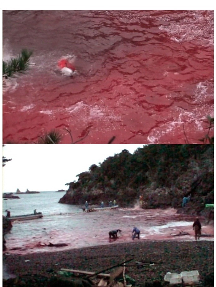 일본의 돌고래사냥 | 인스티즈