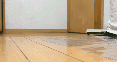 북한에서 온 앵무새.gif | 인스티즈