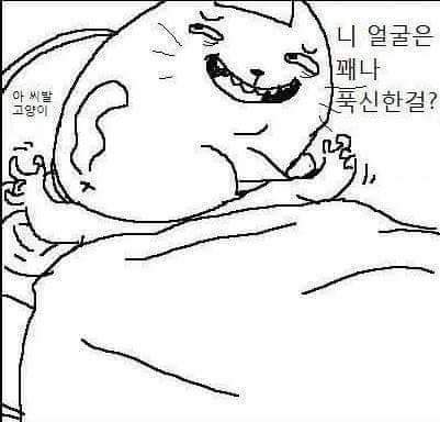 고양이 공감 (욕주의) | 인스티즈