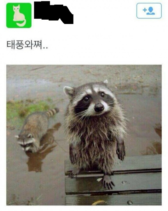 너구리를 내려주소서!!!! | 인스티즈