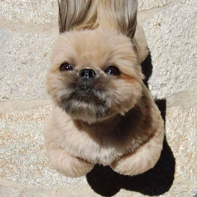 외국 시츄 | 인스티즈