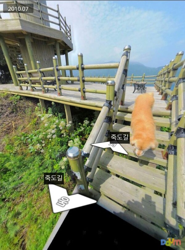다음 로드뷰 울릉도 죽도 강아지.jpg | 인스티즈