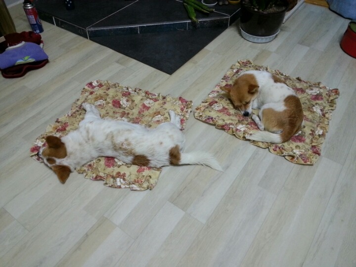 고집 이미지