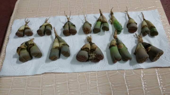 고흥댁 이미지