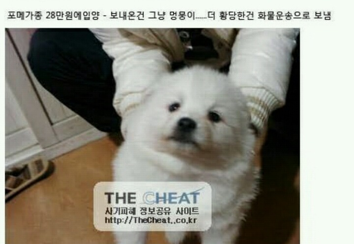 중고나라에서 포메라니안을 분양 받았는데.jpg | 인스티즈