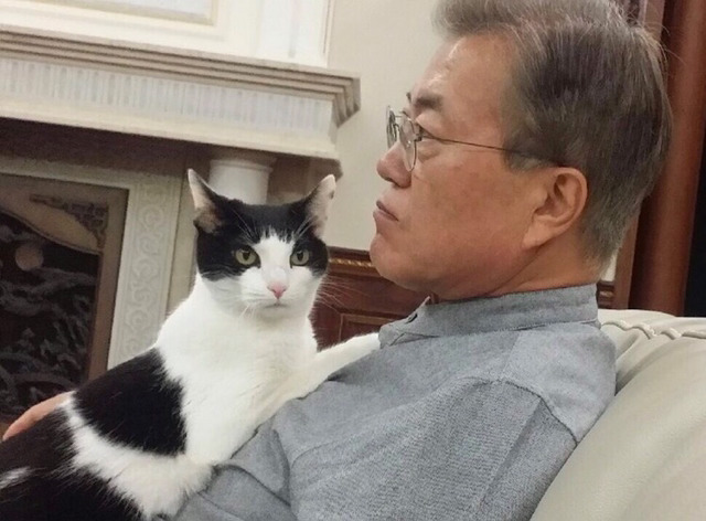 냥집사들 🐱 (사진 엄청많음 주의) | 인스티즈
