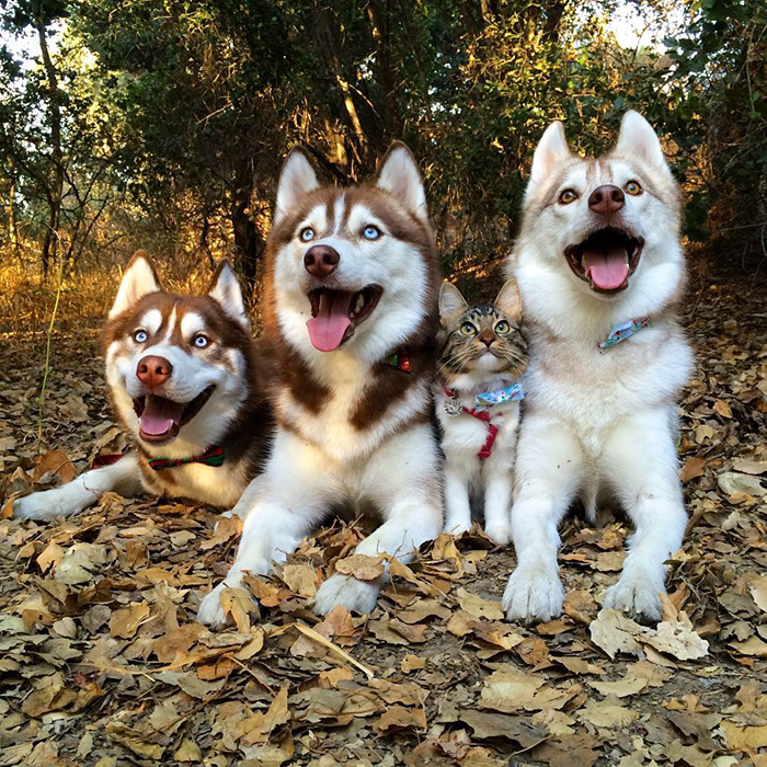 3마리의 허스키들과 친구가 된 냥이.jpg | 인스티즈