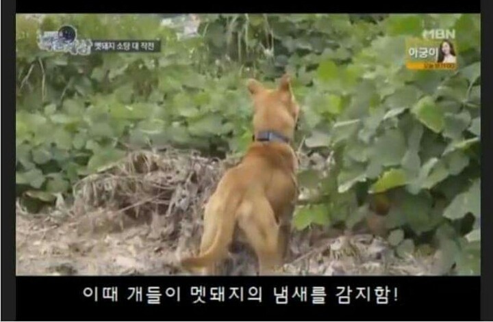 맷돼지 전문 사냥개의 위엄.jpg | 인스티즈