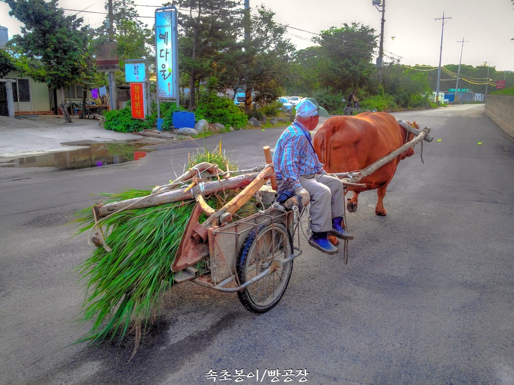 소 달구지 이미지