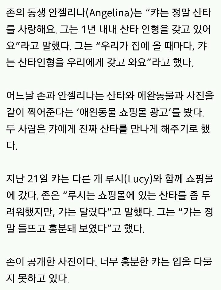 산타 인형을 좋아하는 시바견이 진짜 산타를 만났을 때 반응 | 인스티즈