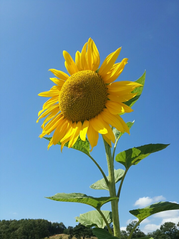 해바라기 | 인스티즈